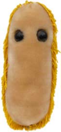 foto plavice (Shigella)